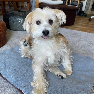 お見合い決定★トーバーくん