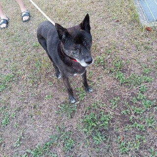 ポン太君、元の飼い主見つかりました！