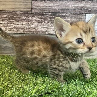 とっても甘えた短足の女の子♪