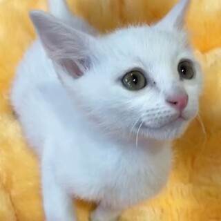 尊すぎ！もちふわ天使1ヶ月半イケメン兄弟