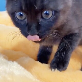 激レア柄！ブラックスモークのモフっと君