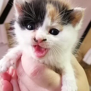 ☆譲渡会にて里親決定☆