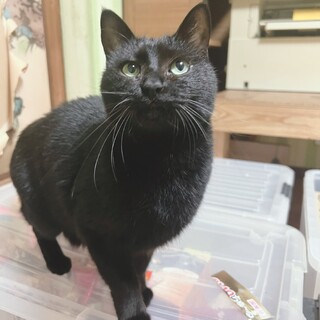 小柄で無邪気な男の子