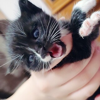 ♡譲渡会にて里親決定♡