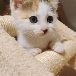 ☆譲渡会にて里親決定☆