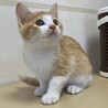 人馴ればっちり☆茶々丸くん サムネイル2
