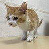 人馴ればっちり☆茶々丸くん サムネイル3
