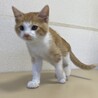 人馴ればっちり☆茶々丸くん サムネイル4