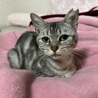 アメショー風の甘えん坊な女の子