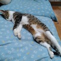保護して2ヶ月、なかなか先住猫が馴染みません。
