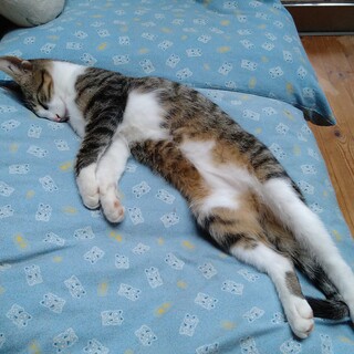 保護して2ヶ月、なかなか先住猫が馴染みません。