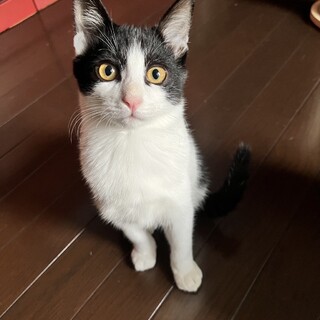 甘えん坊の3兄弟サボ