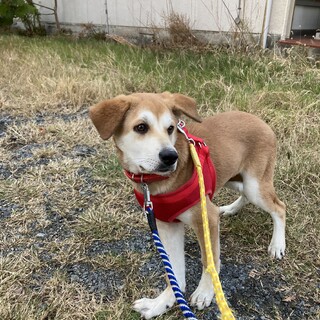 岡山市保健所★タロ君に暖かい家族ができますように