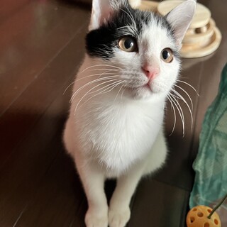 甘えん坊の三兄弟サンジ