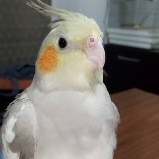 オカメインコのみかんです