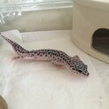 レオパ　ヒョウモントカゲモドキ