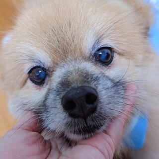 落ち着いた穏やかなポメラニアンの男の子