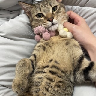 キジトラ女子♡甘えん坊でスリゴロ