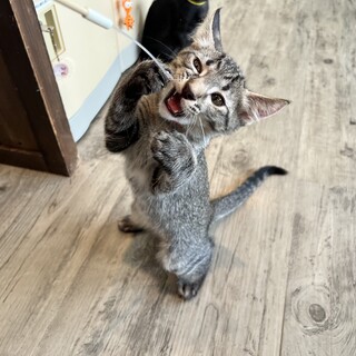 甘えん坊泣き虫『ルパン』