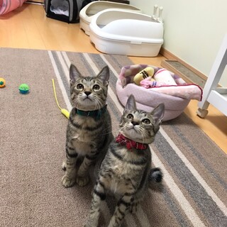 過酷な場所で暮らしていました。きじこねこ♂