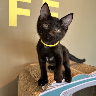 甘めフェイス『五エ門(ごえもん)』