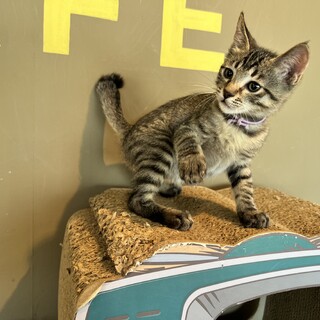 困ってないのに困惑顔『次元(じげん)』