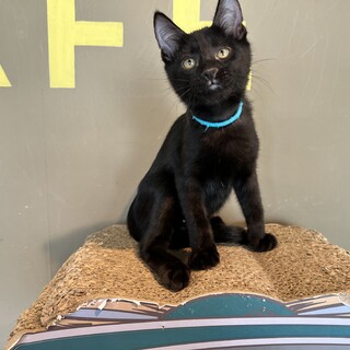 正義感強め『銭形(ぜにがた)』