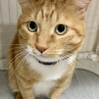 おっとりマイペースでユニークな茶トラの一虎君❣️