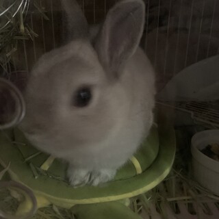 うさぎ　ネザーランドドアーフ