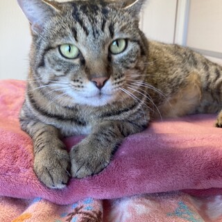 人が大好きな甘えん坊の茶々くんです☆