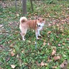 柴犬コロの里親募集 サムネイル5