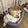 柴犬コロの里親募集 サムネイル6