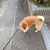 柴犬コロの里親募集 サムネイル7