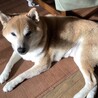 柴犬コロの里親募集 サムネイル3