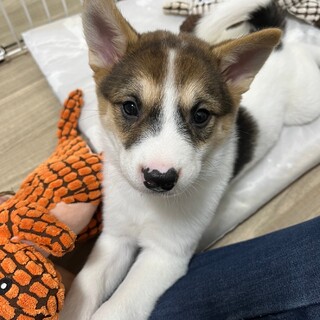 すでにおすわりとお手ができる賢い女の子！！