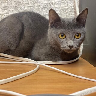 【３ヶ月♀】ブルーカラー　ダイアちゃん