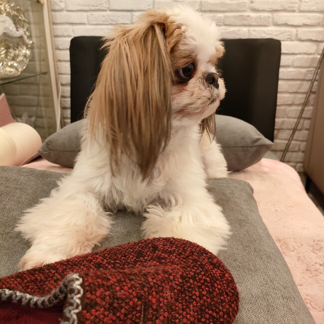 kumkunのカバー写真