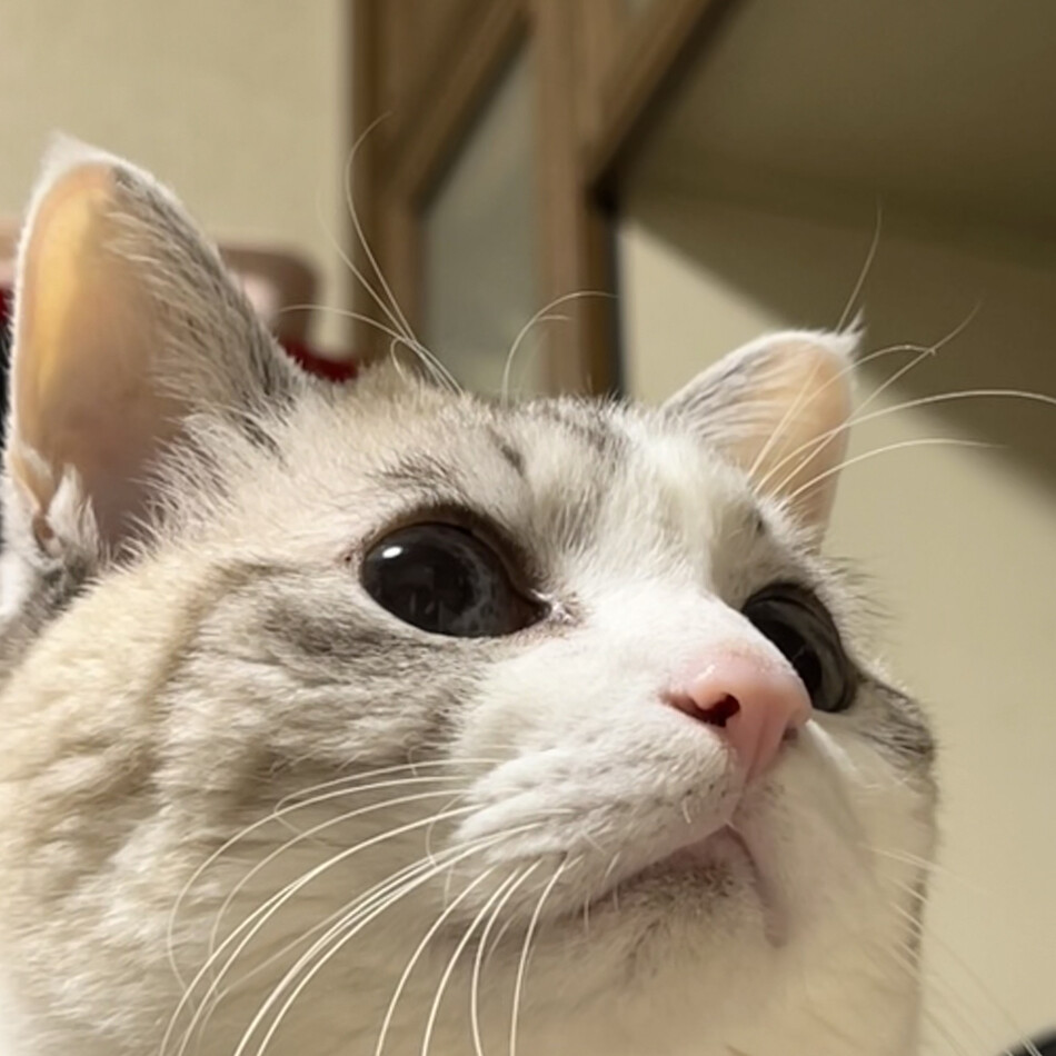 スミのカバー写真