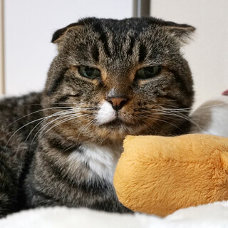 人が大好きなおしゃべりトロ丸