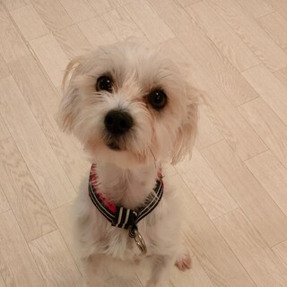 ジャックラッセルとマルチーズのハーフ犬の女の子