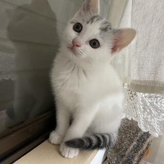 美人さん☆おしとやかな女の子