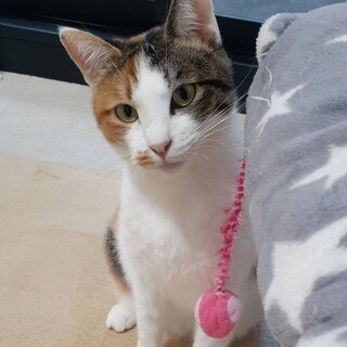 とても綺麗な三毛　シナモンちゃんです