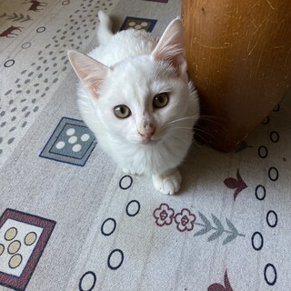 3ヶ月の真っ白な可愛い男の子です