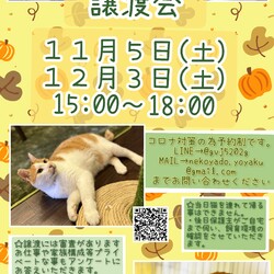 にゃんこ譲渡会