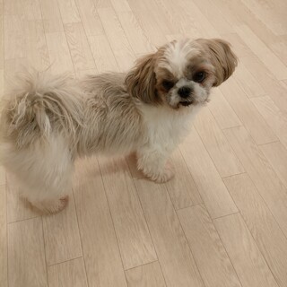 シーズーの女の子2歳