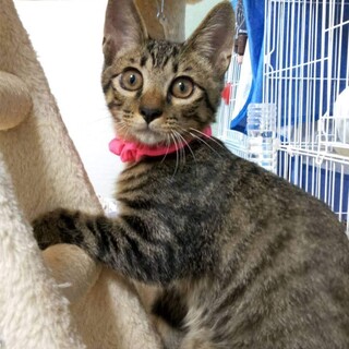 可愛い　なれなれの甘えん坊　きらちゃんです