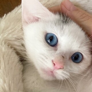 神秘的！ブルーアイの白猫王子1ヶ月半