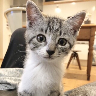 天真爛漫で人懐っこいシャケちゃん