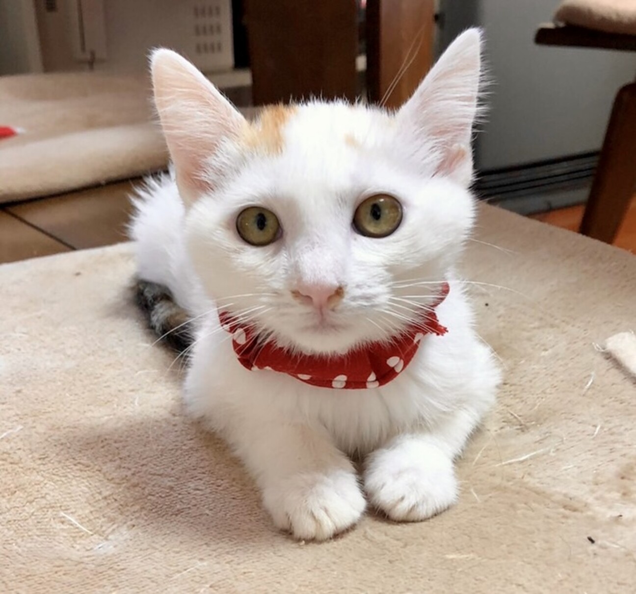 白いネコ様専用☆ 猫茶様専用 しろねこ様 〜専用〜 右向き