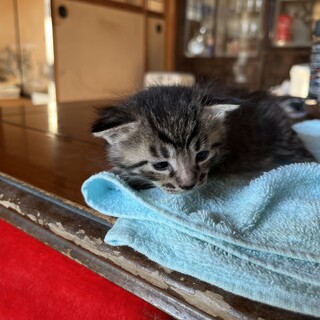 10月15日生まれの子猫